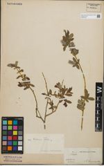 Foto von Salix kochiana Trautv.